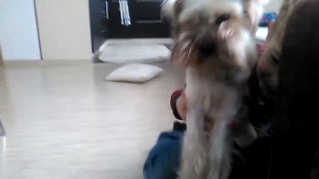 Прикол с собакой смотреть онлайн