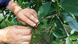 Дюк Чудо-вишня обзор сорта