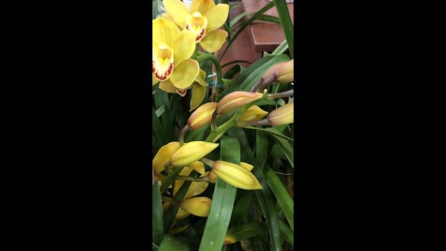 Орхидеи к Пасхе. Orchids for Easter. смотреть онлайн