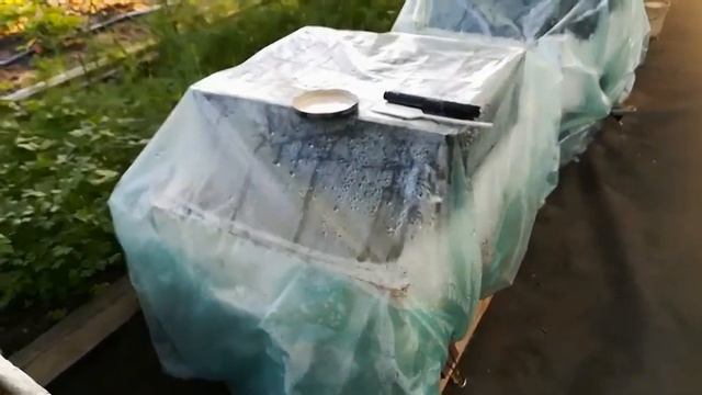 Черенкование крыжовника Консул смотреть онлайн