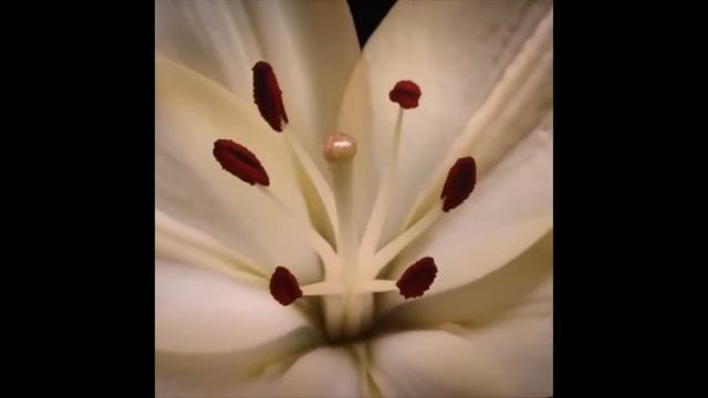 Цветочный фейерверк смотреть онлайн