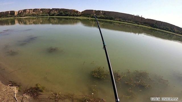 ПЕРВАЯ РЫБАЛКА НА ТОЛСТОЛОБА. ЛОВЛЯ НА ТЕХНОПЛАНКТОН РЫБАЛКА В УЗБЕКИСТАНЕ . #баликови2023 #fishing смотреть онлайн