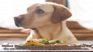 Говяжий рубец для собак: что это такое, как готовить