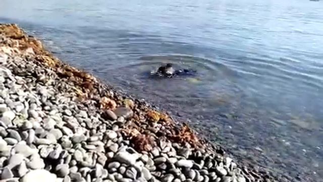 Такса достает из моря камни смотреть онлайн