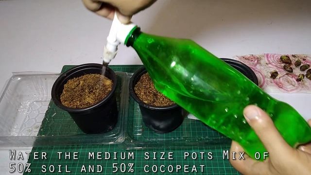 how to grow java plum from seed - how to grow jamun tree смотреть онлайн