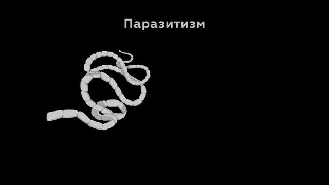 Насколько важен симбиоз? Экология: Взаимоотношения между организмами. Естествознание 7.4 смотреть онлайн