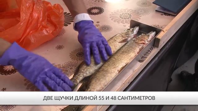 Ладожские шхеры: регистрация улова смотреть онлайн