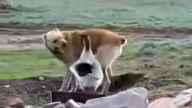 собака против гуся смотреть онлайн