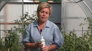 Лариса Зарубина (канал Садовый Гид) делится осенними «рецептами» применения ЭМ-Био в теплице