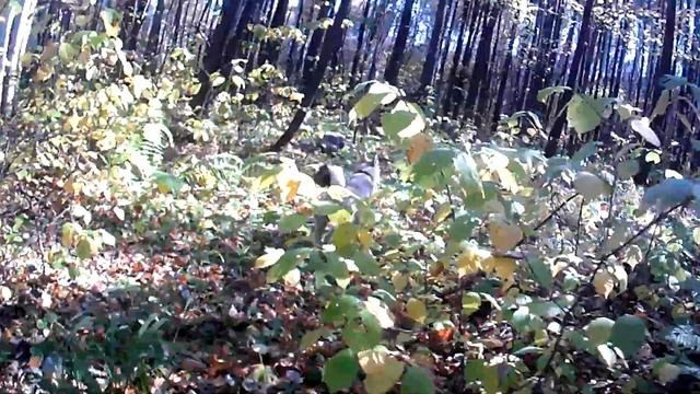 завалили корову и телёнка смотреть онлайн