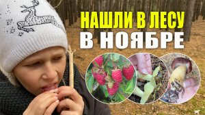 По Грибы В Ноябре (21).  Грибы 2021. Малина, гора, хижина