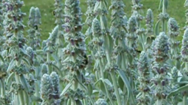 Bumblebees getting nectar from Lamb's Ear Blossom, Stachys byzantina смотреть онлайн