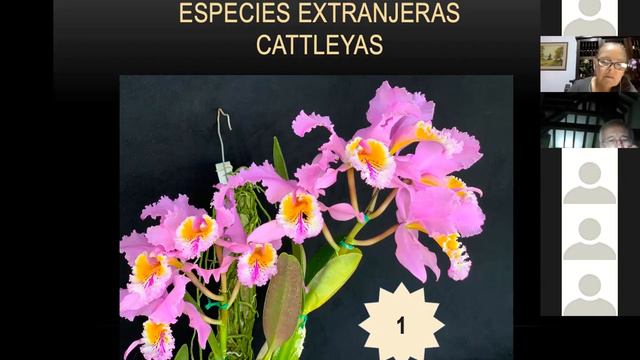 JUZGAMIENTO VIRTUAL DE ORQUÍDEAS - MAYO 2021 смотреть онлайн