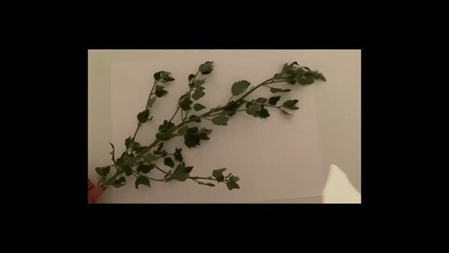 Кеппешөп даярлау. /Гербарий/ Өсімдік қатырмасы. смотреть онлайн