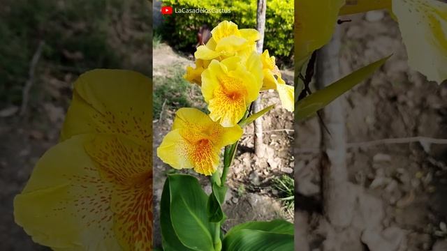 Canna Indica Amarilla ? #shorts #flowers #garden смотреть онлайн