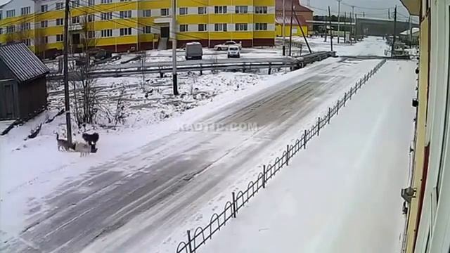 Собаки напали на прохожую, Якутск смотреть онлайн