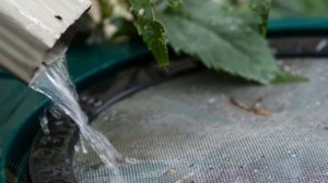 Как собирать дождевую воду для полива на даче.Заготавливаем дожевую воду