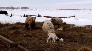 "Кандалы" Приспособление для фиксации ног у овец\жизнь в деревне /#Домвдеревне