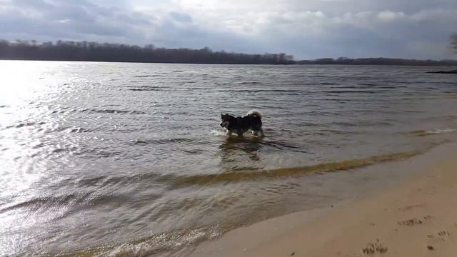 Кто такие маламуты? Who Are The Malamutes?