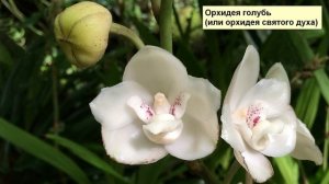 ТОП 10 Самых красивых и редких цветов в мире