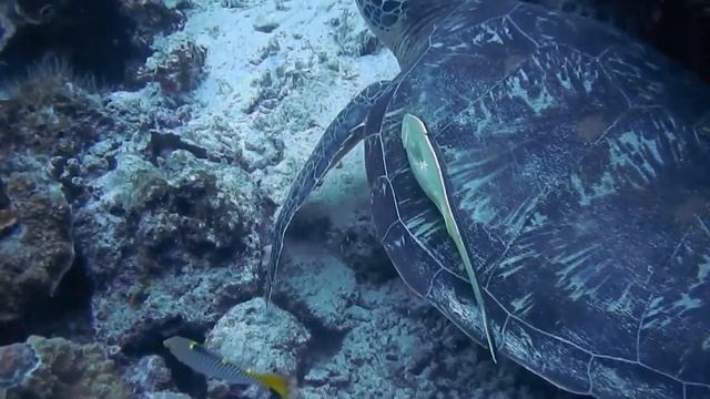 FISH UNDER WATER|| Under Red Sea 4K|| Relaxation Video With Calming Music||Polish Mind