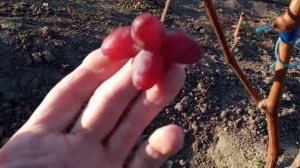 Новые формы винограда: Алекс, Маестро, Марлин и др. 11 октября 2022. Виноградник Щереденкова В. А.