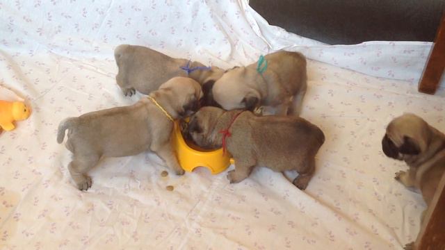 Мопсятам почти месяц. смотреть онлайн