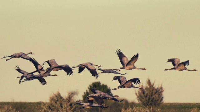 КРАСИВАЯ МУЗЫКА I Журавли I M music смотреть онлайн