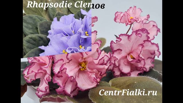 28 ноября 2021г. Цветущие растения в Центре фиалки. смотреть онлайн