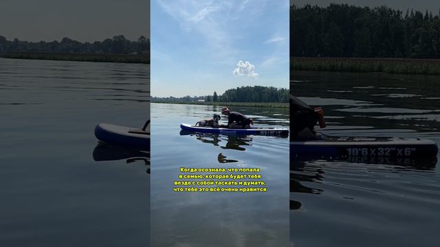 Амстафф активный пес #Стаффордширский терьер #Амстафф смотреть онлайн