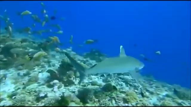 Медитация на Очищение и Восстановление энергии смотреть онлайн