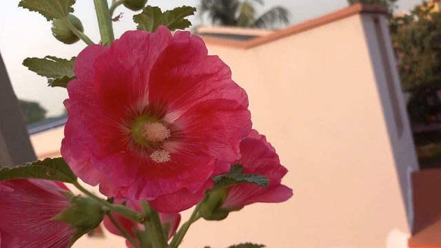 Hollyhock Flowers - Pink