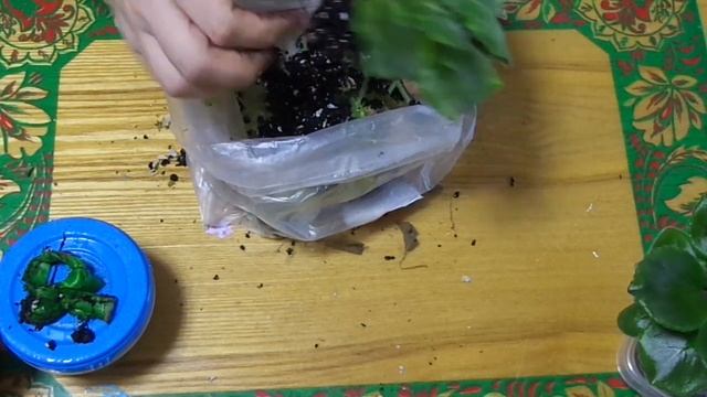 Небольшая хитрость для цветения фиалки. Фиалка будут цвести круглый год. Как омолаживать фиалки. смотреть онлайн