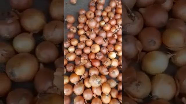 Лук сорт Мелари!!! Цена 20 рублей, отгрузка Ростовская область!!! смотреть онлайн
