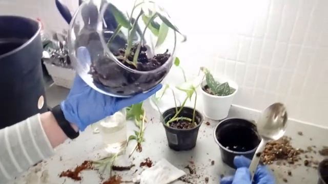 Монстера фридрихшталя смотреть онлайн