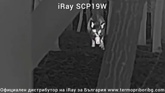 iRay SCP19w възобновяване популацията на дива свиня в България. смотреть онлайн