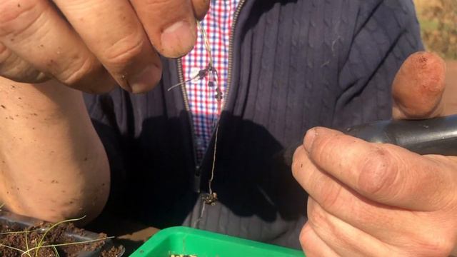 Jak pikować ostnicę cieniutką? I Naturalnie o ogrodach смотреть онлайн