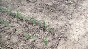 ЗАЧЕМ МЫ САДИМ КУКУРУЗУ РЯДОМ с  АРБУЗАМИ В ЛУНКАХ