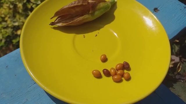 Размножение ирисов семенами. Семена созрели.Мой первый опыт.Часть -1 смотреть онлайн