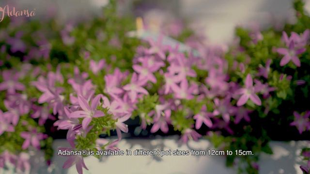Addenda® - Enjoy a flowering garden with campanula Adansa® смотреть онлайн