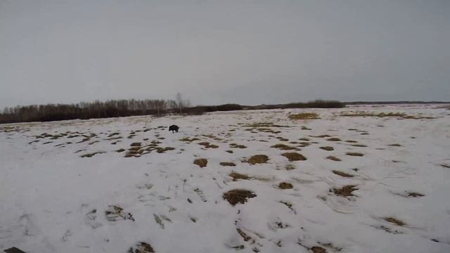 кабашки кабанчики чешут по делам смотреть онлайн