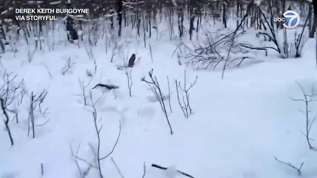 Как лось сбрасывает рога смотреть онлайн