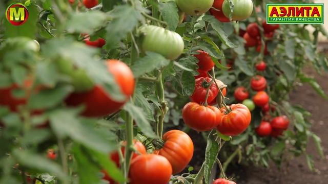 ТОМАТ БИФ ПИНК F1. Как выращивать БИФТОМАТЫ?