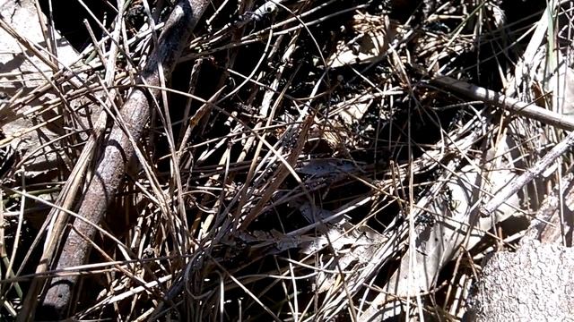 Dolichoderus clarki ant nest смотреть онлайн