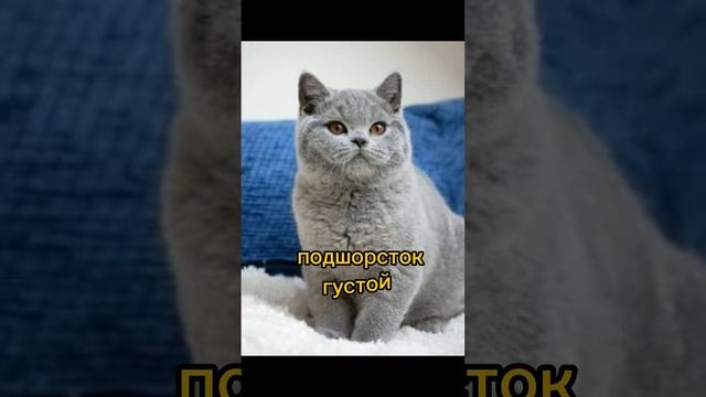 Факты о Британских: котов и кошек смотреть онлайн