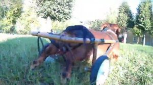 инвалидная коляска для собаки