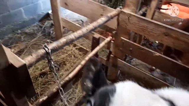 АЙШИРСКАЯ КОРОВА РОДИЛА ДВОЙНЮ.