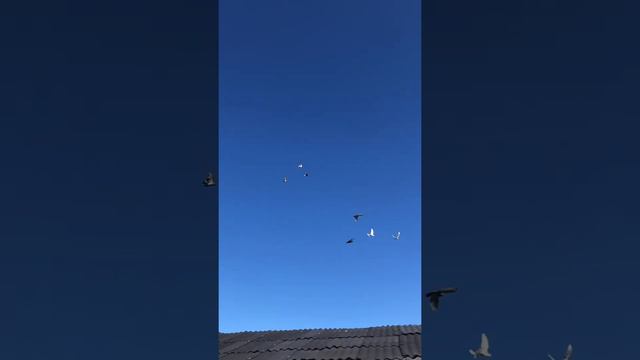 👋Добрый день всем .Спасибо за просмотр ,первая осенняя тренировка время 12дня 🤷♀️ смотреть онлайн