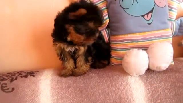 мальчик 2 мес.MVI 5363 смотреть онлайн