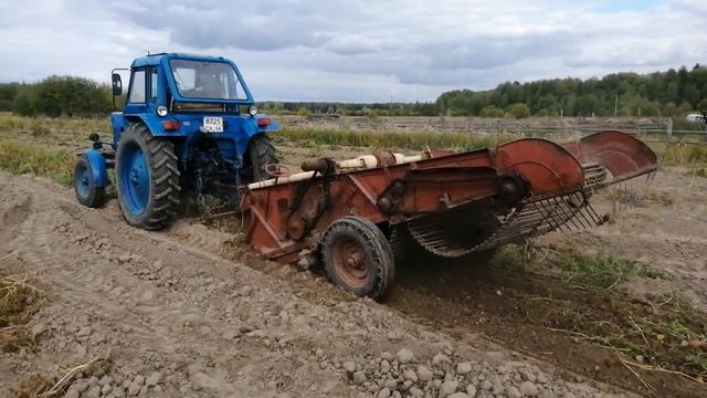 Копаем картофель на МТЗ двухрядной копалкой. Деревенская жизнь. смотреть онлайн